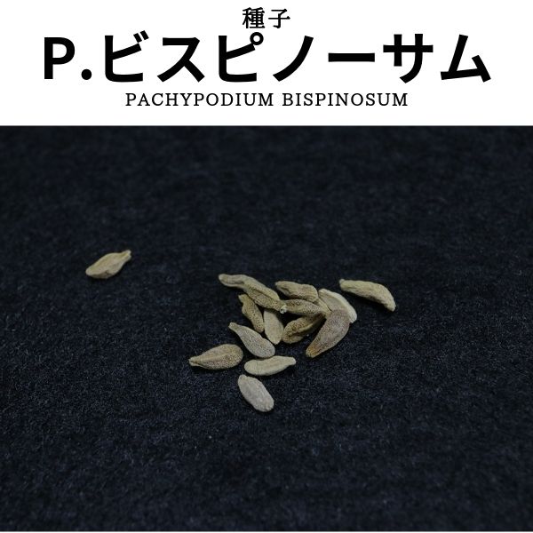 パキポディウム ビスピノーサムの種子