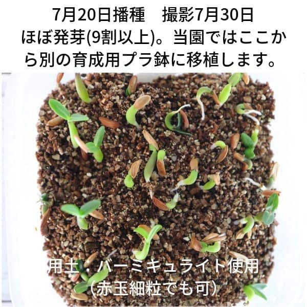 種子 パキポディウム グラキリスの種子を販売中 プラントブラザーズ
