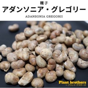 アダンソニア・グレゴリー オーストラリアバオバブ(Adansonia gregorii)の種子