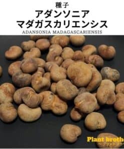 アダンソニア・マダガスカリエンシス バオバブの木の種子