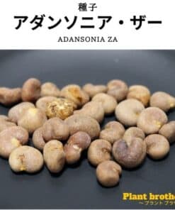 種子】アダンソニア・ディギタータ 10s Adansonia digitata | プラント