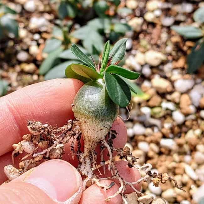 パキポディウム サキュレンタム　Pachypodium succulentum