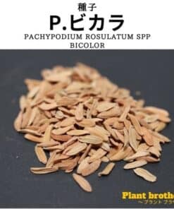 パキポディウム・ビカラ(Pachypodium rosulatum spp. bicolor)