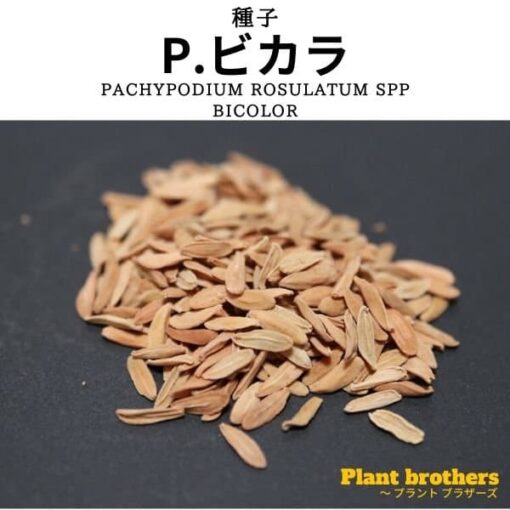 パキポディウム・ビカラ(Pachypodium rosulatum spp. bicolor)