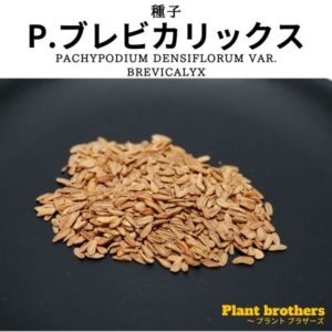 パキポディウム・ブレビカリックス(Pachypodium densiflorum var. brevicalyx)