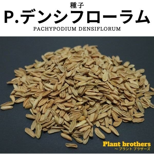 パキポディウム・デンシフローラム シバ女王の玉櫛(Pachypodium densiflorum)