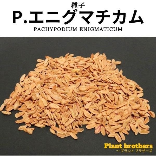 パキポディウム・エニグマチカム　新種(Pachypodium enigmaticum)
