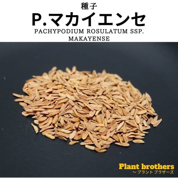 パキポディウム・マカイエンセ 魔界玉(Pachypodium rosulatum ssp. makayense)