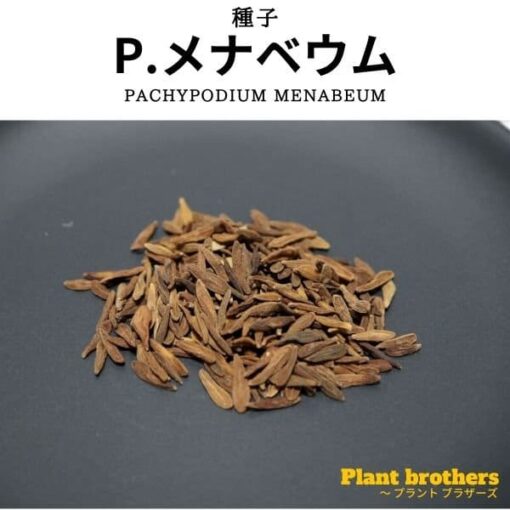 パキポディウム・メナベウム(Pachypodium menabeum)