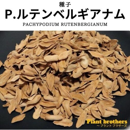 パキポディウム・ルテンベルギアナム 鬼に金棒(Pachypodium rutenbergianum)