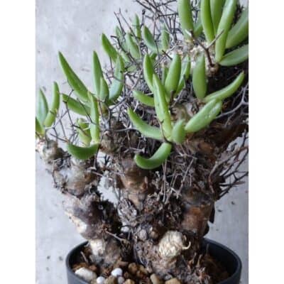 プラントブラザーズ