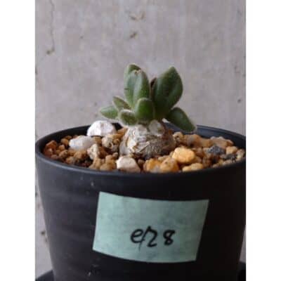 プラントブラザーズ