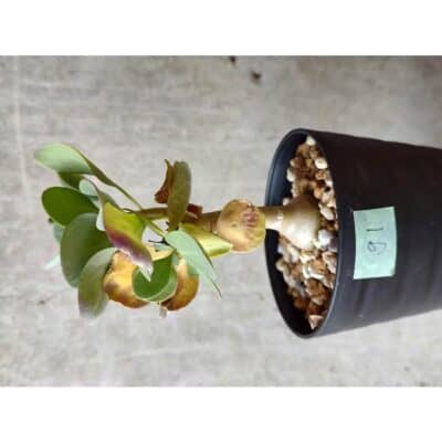 プラントブラザーズ