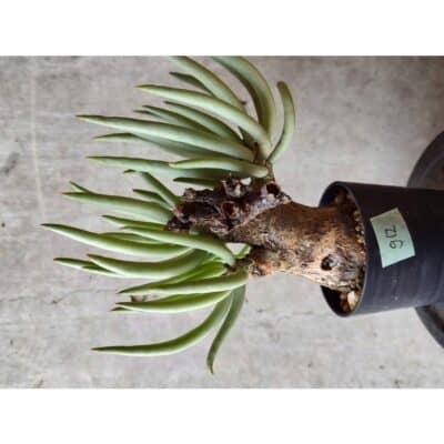 プラントブラザーズ