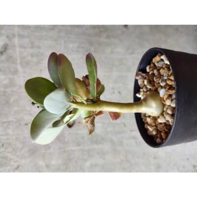 プラントブラザーズ