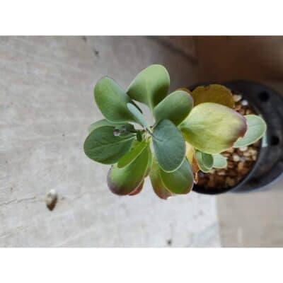 プラントブラザーズ