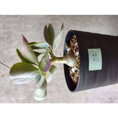 プラントブラザーズ