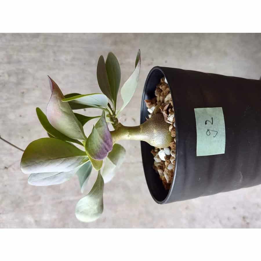 現品限り オトンナ トリプリネルビア G2 23 塊根植物 Othonna Tylecodon 冬型 コーデックス プラントブラザーズ
