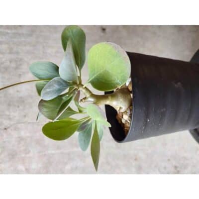 プラントブラザーズ