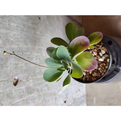 プラントブラザーズ