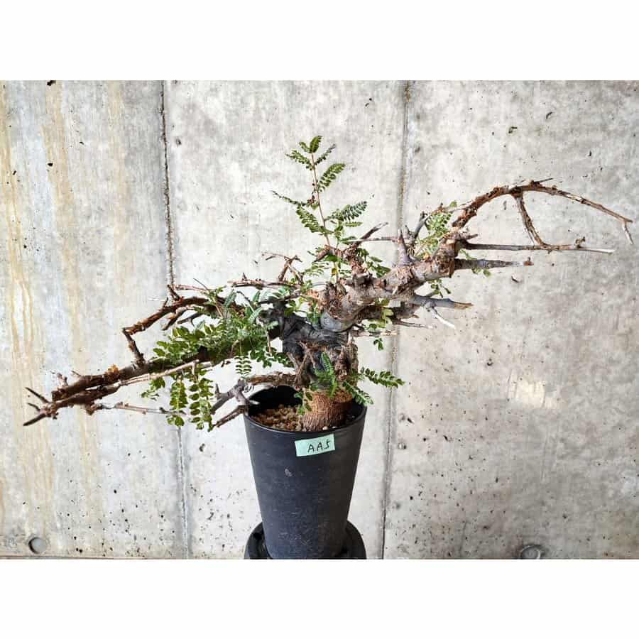 【植物】ボスウェリア・ネグレクタ 発根済み【AA5】 Boswellia neglecta