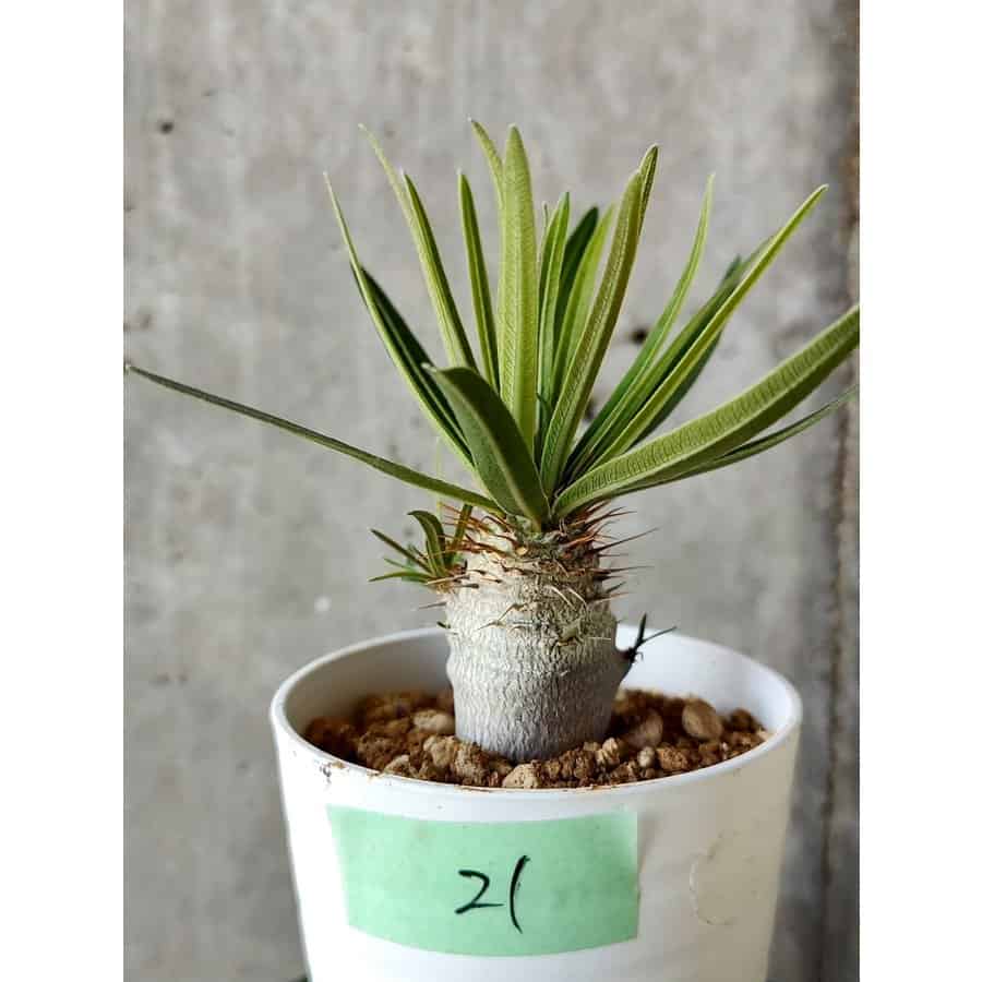 植物】パキポディウム・グラキリス【B21】 Pachypodium gracilius プラントブラザーズ