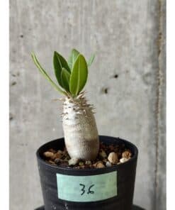 【植物】パキポディウム・ホロンベンセ【B36】 Pachypodium 