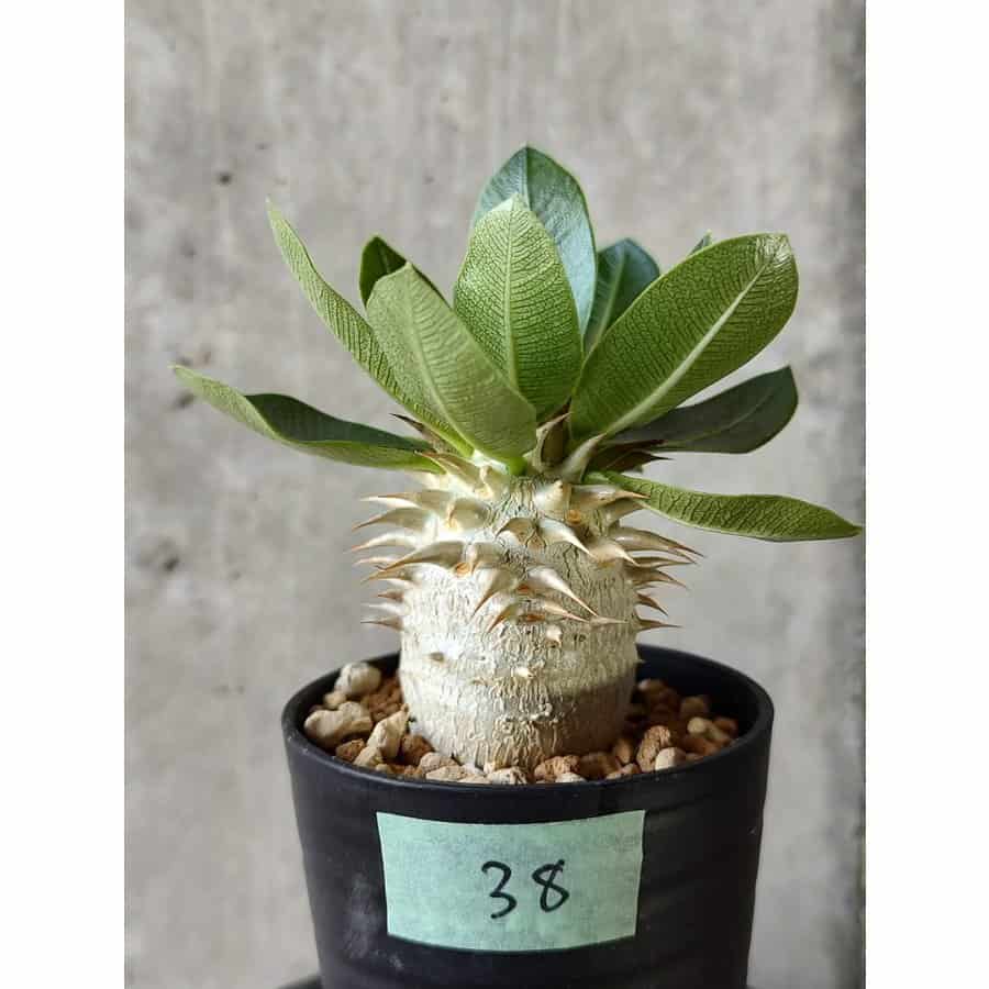 植物】パキポディウム・デンシフローラム【B38】 Pachypodium densiflorum プラントブラザーズ