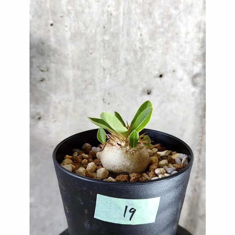 植物】パキポディウム・エニグマチカム【C19】 Pachypodium