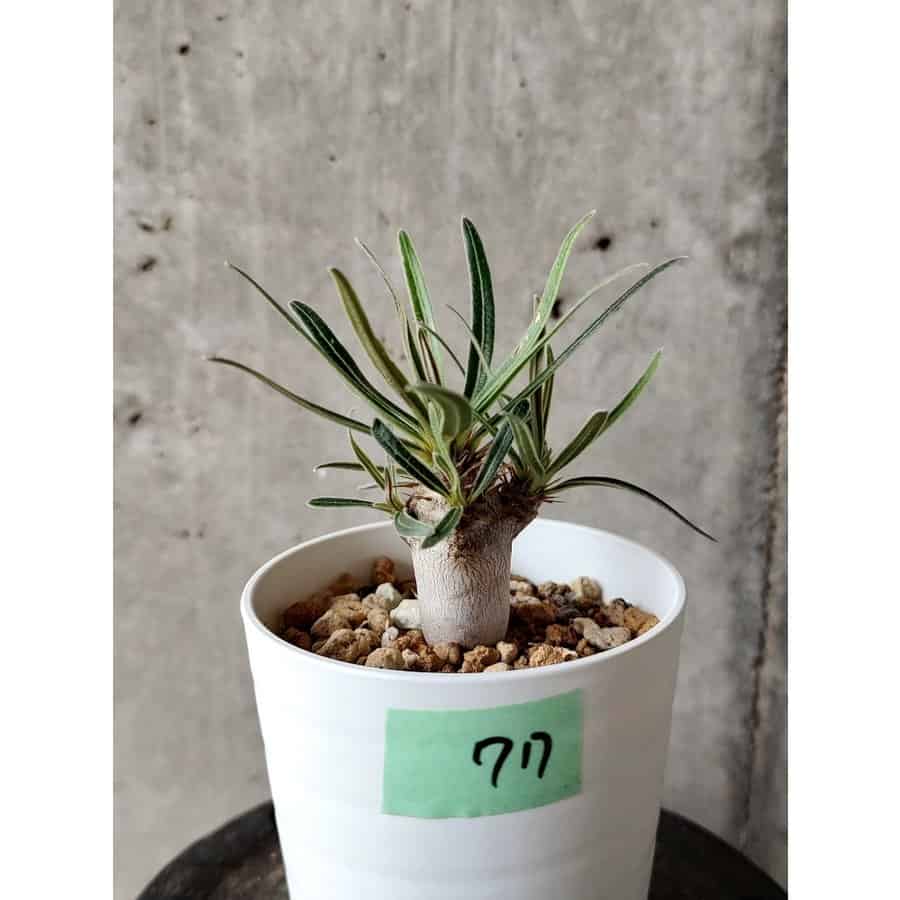 植物】パキポディウム・グラキリス【C77】 Pachypodium gracilius