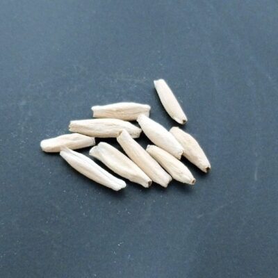 プラントブラザーズ