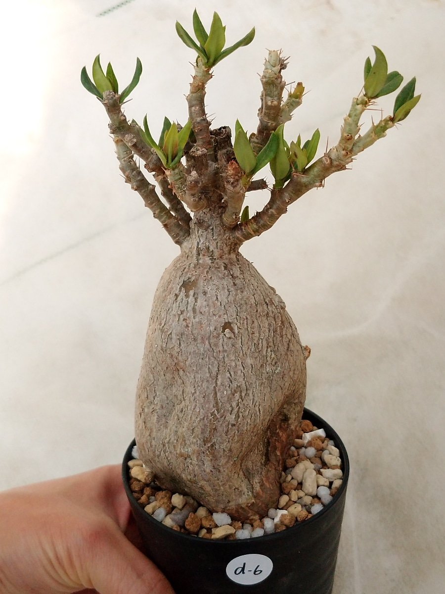 パキポディウム・ビスピノーサム(Pachypodium bispinosum) | プラント 