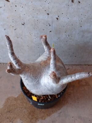 プラントブラザーズ