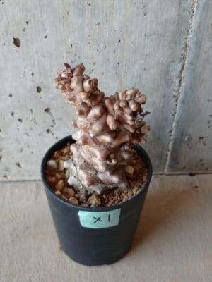 プラントブラザーズ