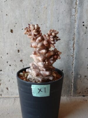 プラントブラザーズ