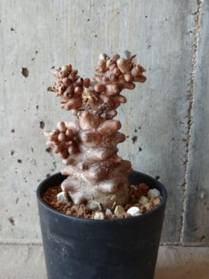 プラントブラザーズ