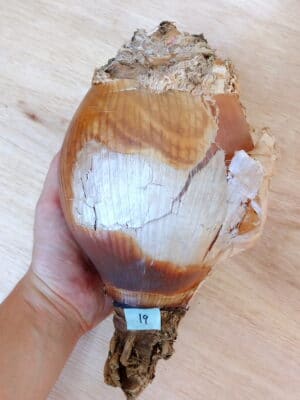 プラントブラザーズ