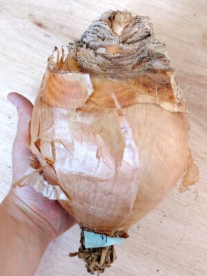 プラントブラザーズ