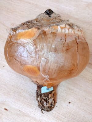 プラントブラザーズ