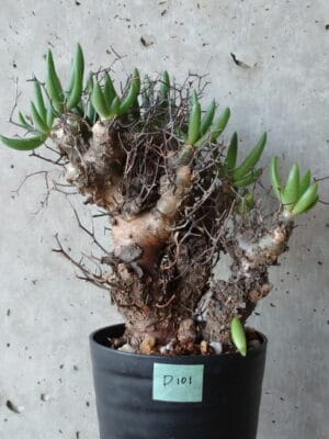 プラントブラザーズ