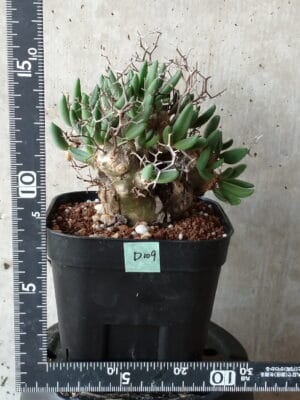 プラントブラザーズ