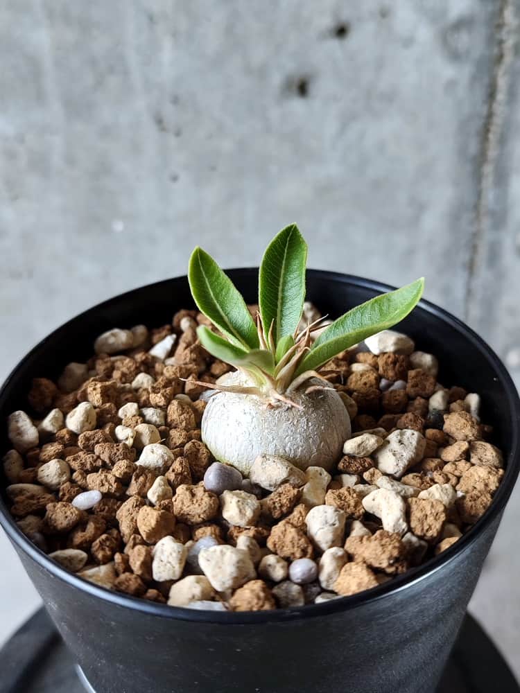 Pachypodium enigmaticum eburneum パキポディウム-