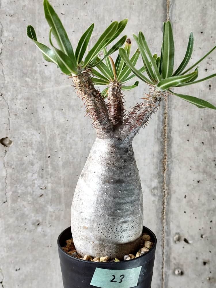 人気ブランド 現地株 Pachypodium gracilius var. rosulatum 植物/観葉