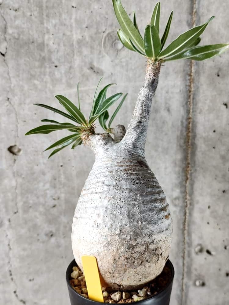 植物】パキポディウム・グラキリス 現地株発根済み【D24】 Pachypodium