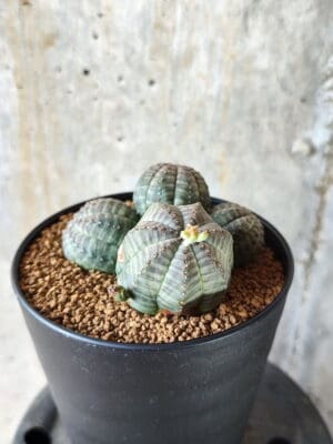 プラントブラザーズ