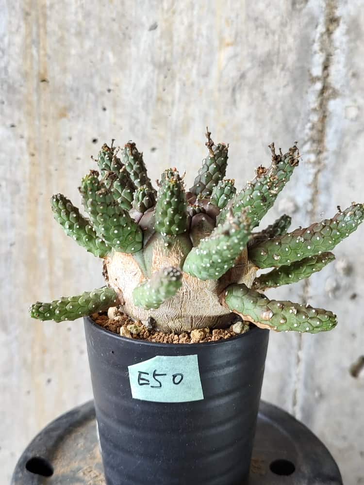 植物】ユーフォルビア・ガムケンシス【E50】 Euphorbia gamkensis ...