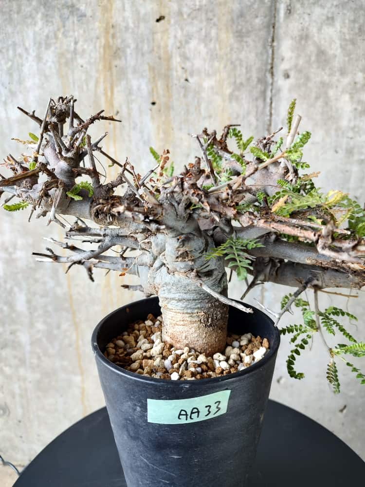 【植物】ボスウェリア・ネグレクタ 発根済み【AA33】 Boswellia neglecta