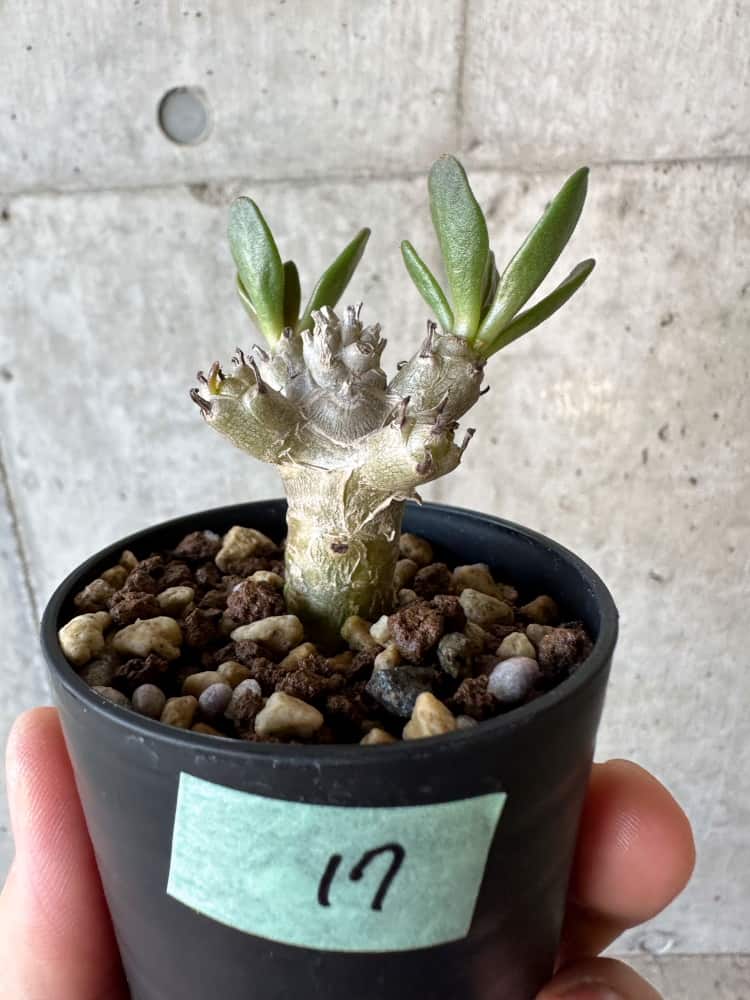 現品限り】チレコドン・グランディフロールス【B17】 Tylecodon grandiflorus【植物】塊根植物 冬型 コーデックス |  プラントブラザーズ