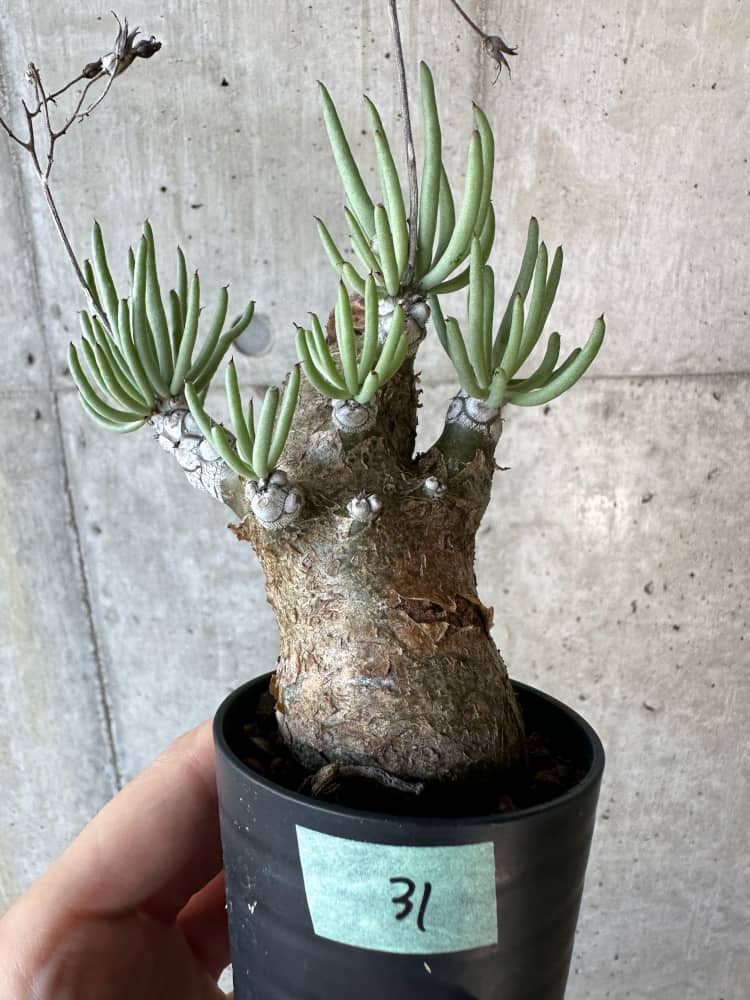 安い超特価77 Tylecodon pearsonii チレコドン ペアルソニー サボテン 多肉植物　塊根　コーデックス 塊茎 サボテン