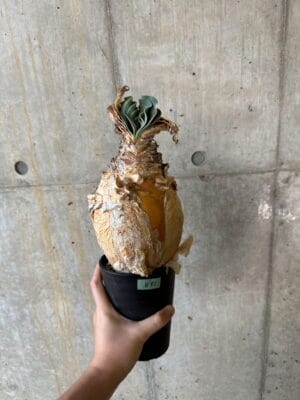 プラントブラザーズ